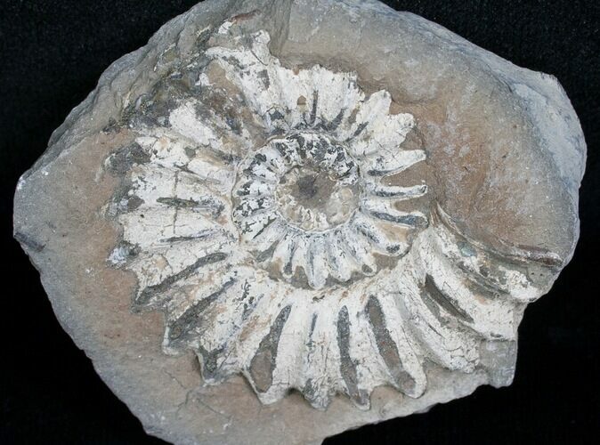 White Pleuroceras Ammonite - Germany #6161